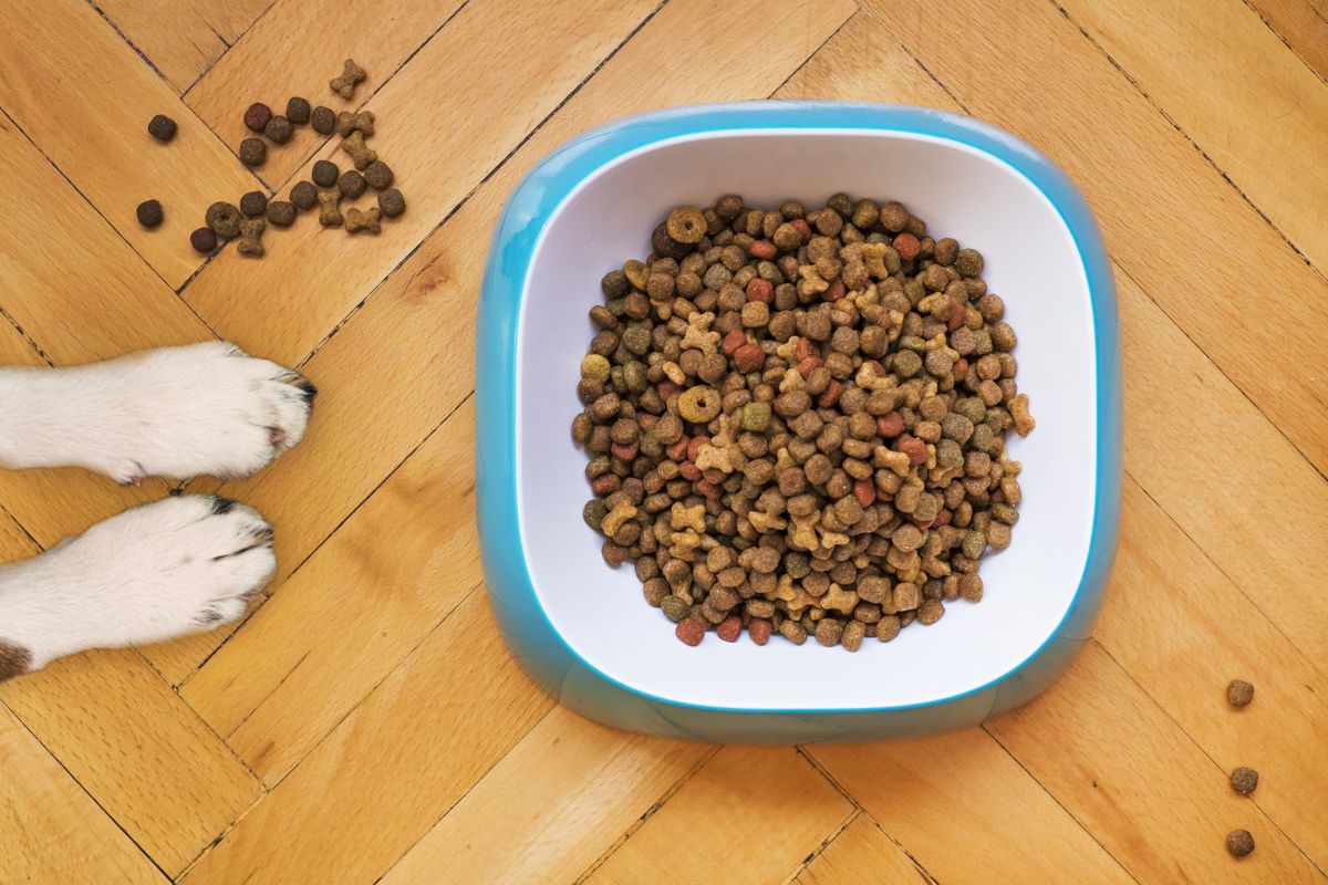 Mangkuk makanan anjing