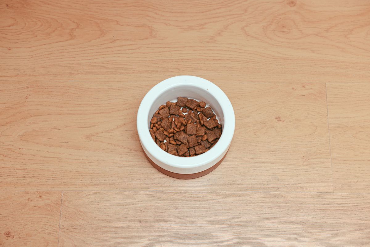 Mangkuk kecil dog food